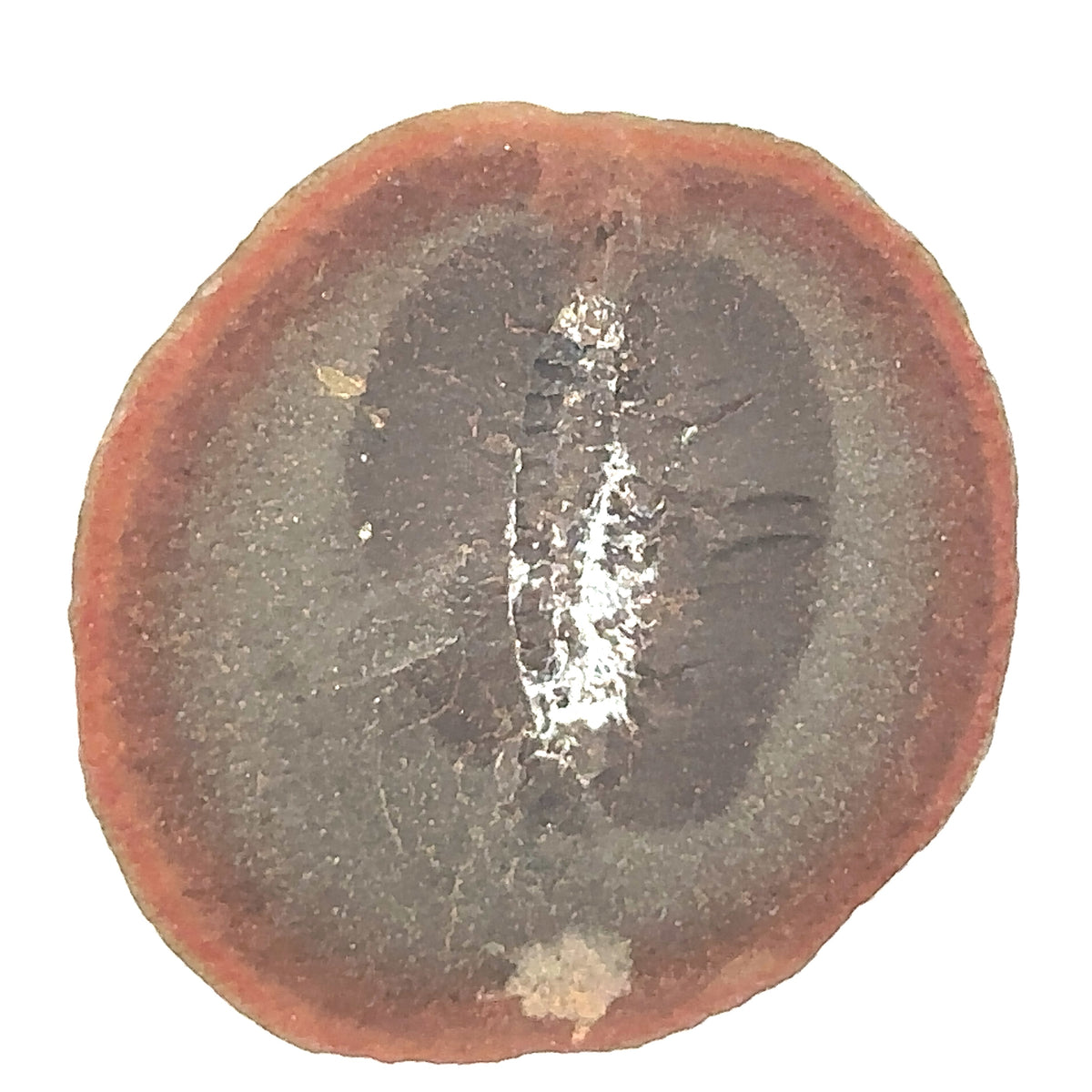 Marine Worms – top view