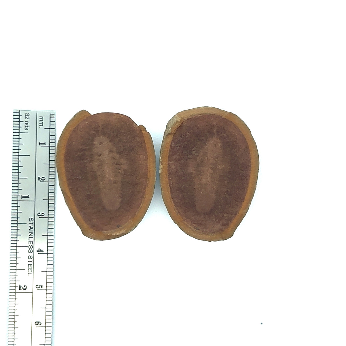 Marine Worms – front view