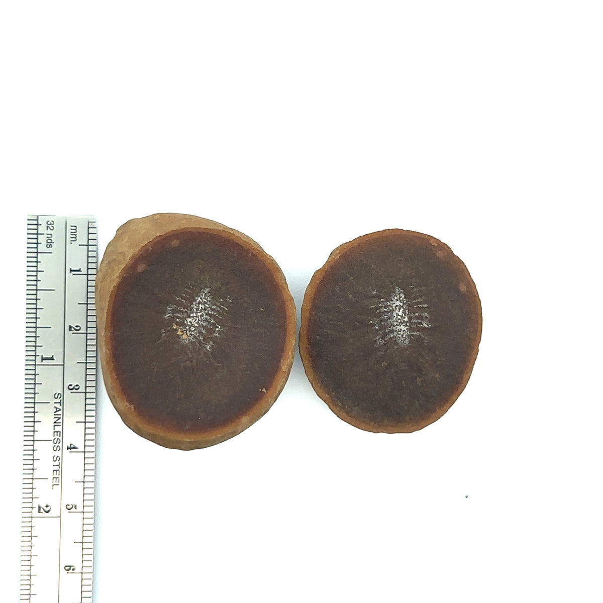 Marine Worms – front view