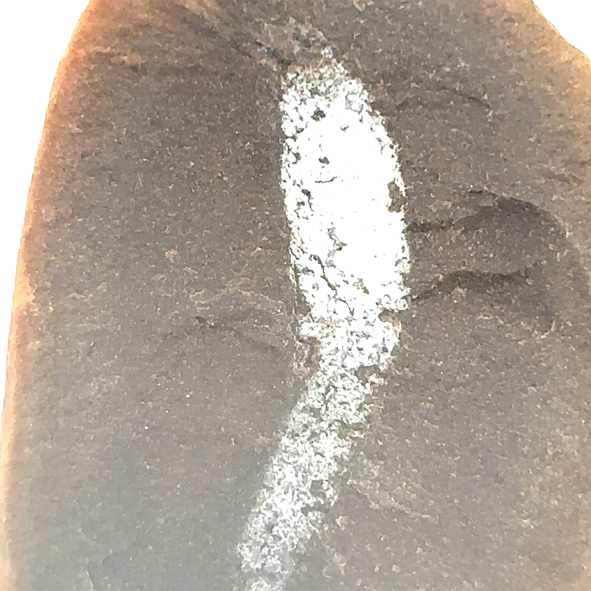 Marine Worms – detail view