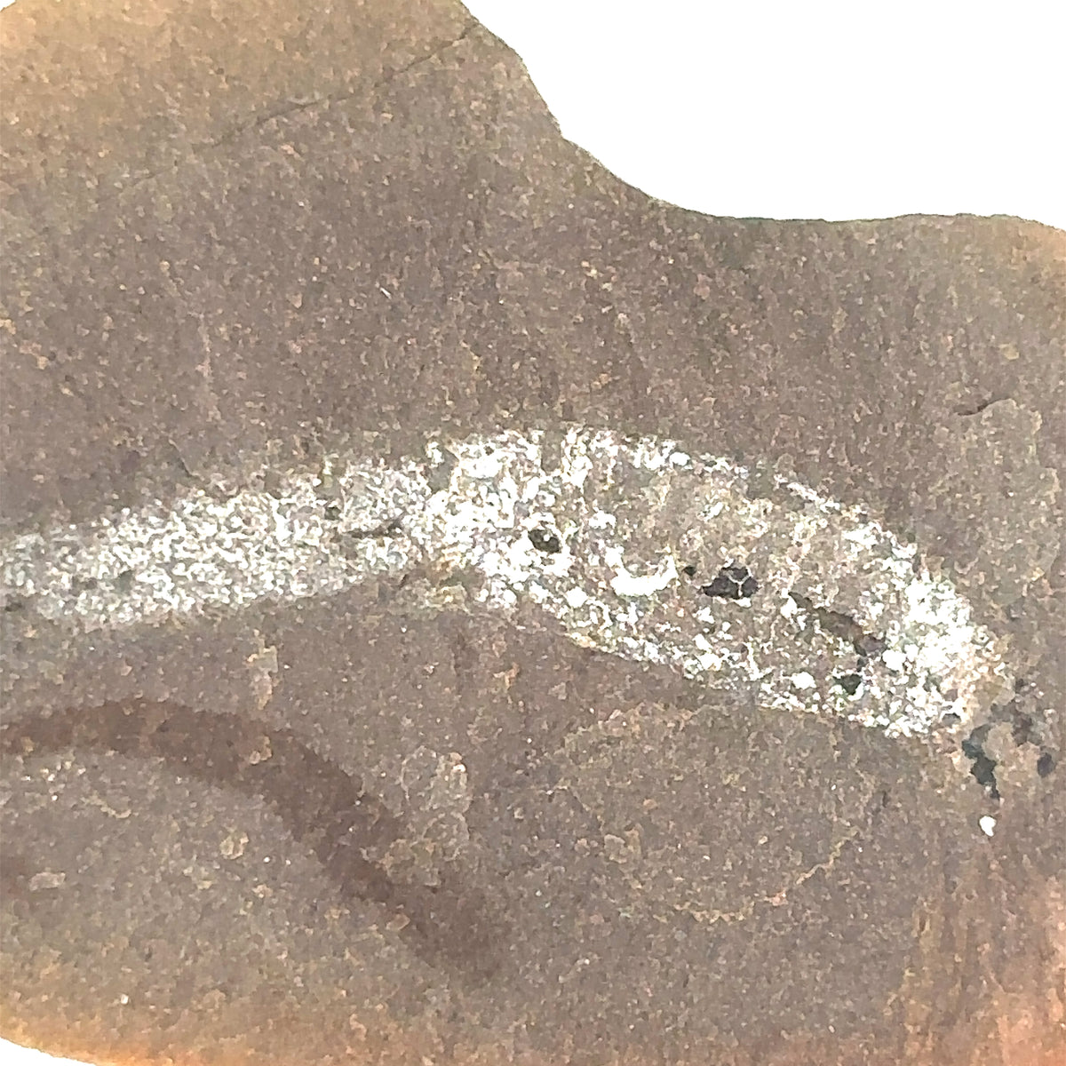Marine Worms – top view